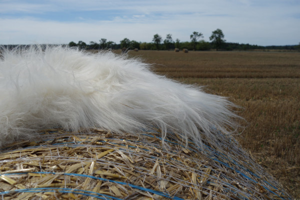 Islandská ovčí kůže bílá (5)