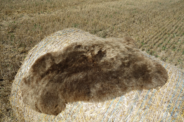 Icelandic lambskin, 90+, short hair, rusty brisa (7)