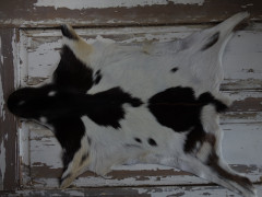 ARCTIC FUR Kozí kůže ALPS 6074 100% příroda