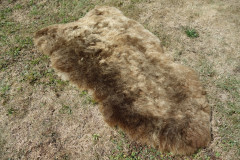 Icelandic lambskin, 90+, short hair, rusty brisa (6)