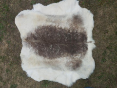 Finnish reindeer (1)