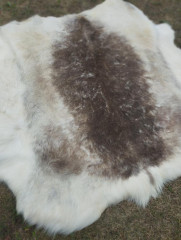 Finnish reindeer (2)