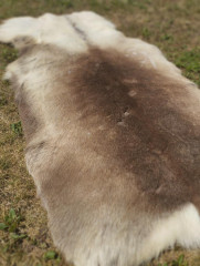 Finnish reindeer (21)