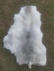 Finnish reindeer (26)